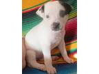 Girl Puppies, Terrier (unknown Type, Small) For Adoption In Kyle, Texas