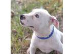 Oscar, Terrier (unknown Type, Medium) For Adoption In Olive Branch, Mississippi