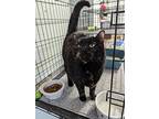 Ruthie, American Shorthair For Adoption In Reeds Spring, Missouri