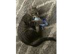 Stun Gun Jones, Domestic Shorthair For Adoption In Lansing, Michigan
