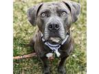 Yahtzee, Staffordshire Bull Terrier For Adoption In Detroit, Michigan