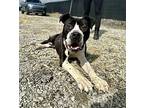 Butterball, Staffordshire Bull Terrier For Adoption In Detroit, Michigan