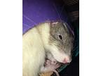 Leonard, Landon, Antonio, Heebie, Jeebie, Rat For Adoption In Aurora, Illinois