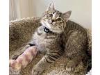 Giovanna, Domestic Shorthair For Adoption In Ashland, Ohio