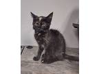 Speckles, Domestic Shorthair For Adoption In Somerset, Kentucky