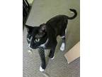Holly, American Shorthair For Adoption In Germantown, Ohio
