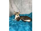 Hayley, Domestic Shorthair For Adoption In Hammond, Louisiana