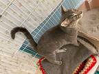 Two, Domestic Shorthair For Adoption In Crossville, Tennessee