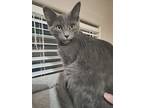 Ivan - Russian Blue Bonded With Sylvester, Russian Blue For Adoption In Phoenix