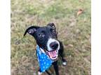 Bill, Labrador Retriever For Adoption In Framingham, Massachusetts