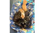 Bacon, Domestic Shorthair For Adoption In Johnstown, Pennsylvania