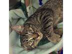 Chester, Domestic Mediumhair For Adoption In Winchendon, Massachusetts