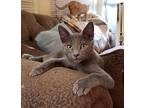 Grey Ghost, Domestic Shorthair For Adoption In Fernley, Nevada