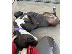 Rumble, American Pit Bull Terrier For Adoption In Berkeley, California