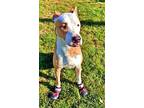 Elizabeth - (adoption Sponsored), American Pit Bull Terrier For Adoption In