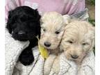 Labradoodle PUPPY FOR SALE ADN-822664 - Adorable Goldendoodle Puppies