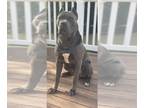 Cane Corso PUPPY FOR SALE ADN-822525 - Bold and Beautiful negotiable and payment