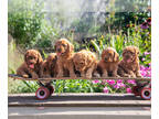 Cavapoo PUPPY FOR SALE ADN-822622 - Gorgeous Cavapoo Puppies