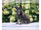 German Shepherd Dog PUPPY FOR SALE ADN-822536 - Beautiful German Shepherd