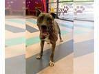 Dutch Shepherd Mix DOG FOR ADOPTION RGADN-1173729 - JOJO - Dutch Shepherd /