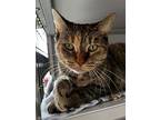 Daisy, Domestic Shorthair For Adoption In Milwaukee, Wisconsin