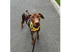 Greta, Doberman Pinscher For Adoption In Lynnwood, Washington