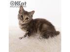 Wilma, Domestic Shorthair For Adoption In Crescent, Oklahoma