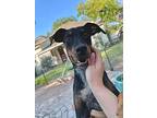 Pippin, Doberman Pinscher For Adoption In Bothell, Washington