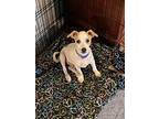 Niles, Jack Russell Terrier For Adoption In Claremont, California