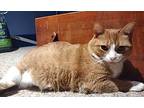 Baby, Domestic Shorthair For Adoption In Amherst, Massachusetts
