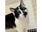 Ranch, Domestic Shorthair For Adoption In Winchendon, Massachusetts