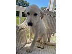 Keisha, Golden Retriever For Adoption In Attalla, Alabama