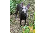 Hercules, Miniature Pinscher For Adoption In Ocean Springs, Mississippi