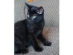 Lariat And Silverado, Domestic Shorthair For Adoption In Newport, Washington