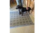 Ivy, Labrador Retriever For Adoption In Reeds Spring, Missouri