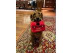 Cooper (courtesy), Golden Retriever For Adoption In Aurora, Colorado