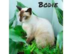 Bodie, Siamese For Adoption In Nashville, Georgia