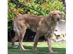 Maggie, Golden Retriever For Adoption In Escondido, California