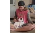 Robin, Rat Terrier For Adoption In Tuckerton, New Jersey