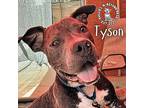 Tyson, Staffordshire Bull Terrier For Adoption In Omaha, Nebraska
