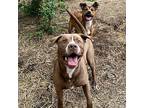 Humphrey, American Staffordshire Terrier For Adoption In Detroit, Michigan