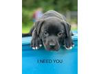 Carebear, Labrador Retriever For Adoption In Ocala, Florida