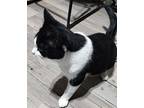 Lou Lou Who, Domestic Longhair For Adoption In Warner Robins, Georgia