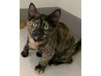 Hallmark24, Domestic Shorthair For Adoption In Milwaukee, Wisconsin
