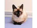 Heidi, Siamese For Adoption In Shawnee Mission, Kansas