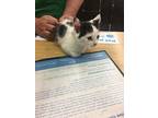 Clover The Lucky Kitten, Domestic Shorthair For Adoption In Peoria, Illinois