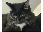 Taquito, Maine Coon For Adoption In Columbus, Ohio