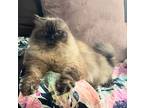 Teddy Bear, Himalayan For Adoption In Columbus, Ohio