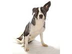 Thomas, Terrier (unknown Type, Medium) For Adoption In Oakland Park, Florida