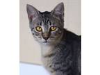 Doris, Domestic Shorthair For Adoption In Fort Myers, Florida